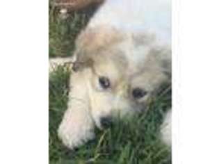 Great Pyrenees Puppy for sale in Murfreesboro, TN, USA