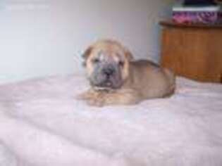 Mutt Puppy for sale in Franklin, OH, USA