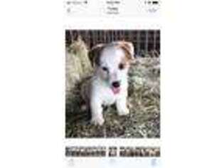 Jack Russell Terrier Puppy for sale in Nashville, NC, USA