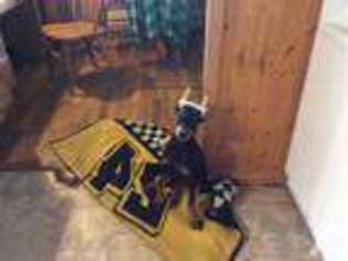 Doberman Pinscher Puppy for sale in WEST BRANCH, MI, USA