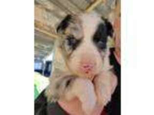 Australian Shepherd Puppy for sale in Tucson, AZ, USA