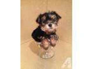 Yorkshire Terrier Puppy for sale in TEMECULA, CA, USA