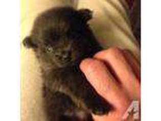 Pomeranian Puppy for sale in PITTSFIELD, MA, USA