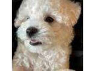 Bichon Frise Puppy for sale in Celina, TX, USA