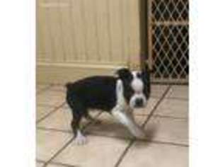 Boston Terrier Puppy for sale in Avondale, PA, USA