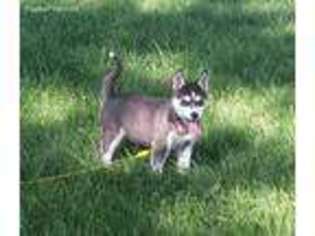 Siberian Husky Puppy for sale in Findlay, OH, USA
