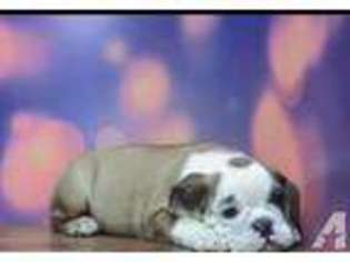 Bulldog Puppy for sale in PATERSON, NJ, USA