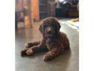 Mutt Puppy for sale in Osakis, MN, USA
