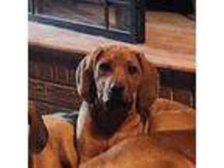 Rhodesian Ridgeback Puppy for sale in Holly Springs, MS, USA