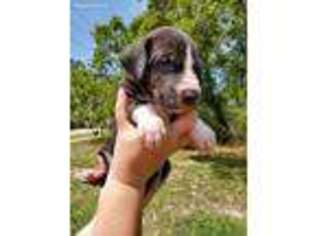 Great Dane Puppy for sale in Spring Hill, FL, USA