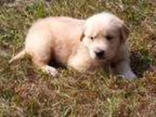 Golden Retriever Puppy for sale in Crossville, TN, USA