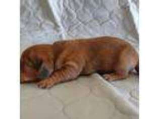 Dachshund Puppy for sale in Riverside, CA, USA