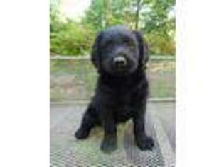 Labradoodle Puppy for sale in Malvern, AR, USA