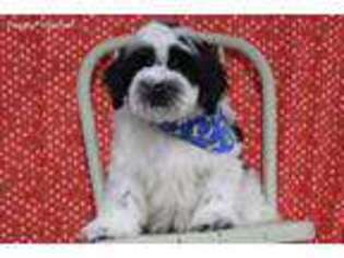 Medium Photo #1 Tibetan Terrier Puppy For Sale in Eden Valley, MN, USA