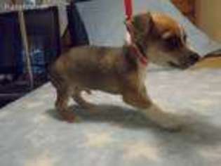 Rat Terrier Puppy for sale in Archer, FL, USA