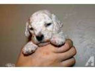 Goldendoodle Puppy for sale in SAN JOSE, CA, USA