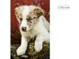 Australian Shepherd Puppy for sale in Tulsa, OK, USA