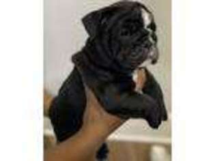 Bulldog Puppy for sale in Bartow, FL, USA