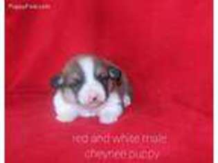 Pembroke Welsh Corgi Puppy for sale in Mulberry, KS, USA