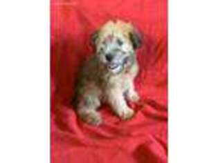 Soft Coated Wheaten Terrier Puppy for sale in Longton, KS, USA