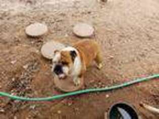 Bulldog Puppy for sale in Benson, AZ, USA