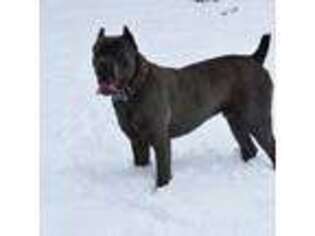 Cane Corso Puppy for sale in Middletown, NY, USA