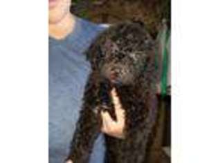 Saint Berdoodle Puppy for sale in Nova, OH, USA
