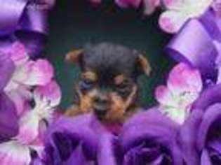 Yorkshire Terrier Puppy for sale in Huntsville, AL, USA