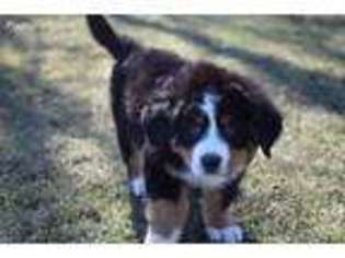 Bernese Mountain Dog Puppy for sale in Middlebury, IN, USA