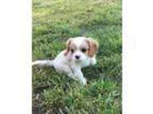 Cavalier King Charles Spaniel Puppy for sale in Gainesville, TX, USA