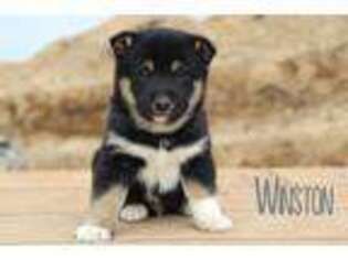 Shiba Inu Puppy for sale in Bernville, PA, USA