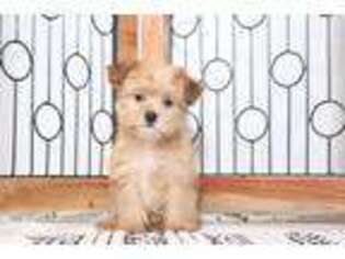 Shorkie Tzu Puppy for sale in Naples, FL, USA