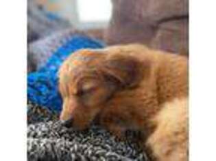 Golden Retriever Puppy for sale in Beaver Dam, WI, USA
