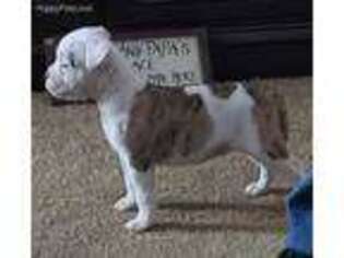 American Bulldog Puppy for sale in Three Rivers, MI, USA