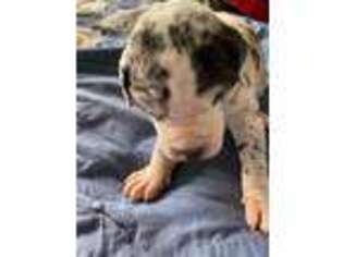 Great Dane Puppy for sale in Barboursville, WV, USA