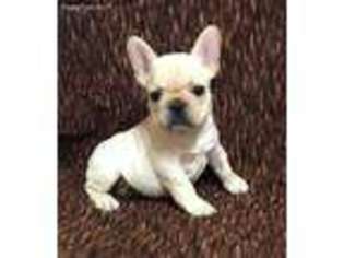 French Bulldog Puppy for sale in Spring Grove, IL, USA