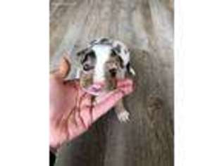 Border Collie Puppy for sale in Martell, NE, USA