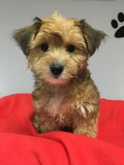 Cavachon Puppy for sale in Mundelein, IL, USA