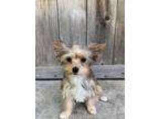 Yorkshire Terrier Puppy for sale in Montesano, WA, USA
