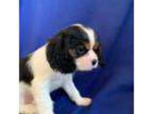 Cavalier King Charles Spaniel Puppy for sale in Dallas, OR, USA