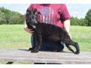 German Shepherd Dog Puppy for sale in Camas, WA, USA
