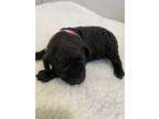 Mutt Puppy for sale in Millbrook, AL, USA