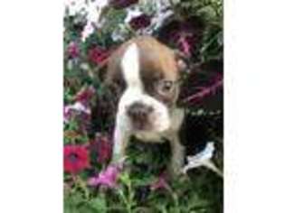Boston Terrier Puppy for sale in Rimersburg, PA, USA
