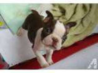 Boston Terrier Puppy for sale in DANIA, FL, USA