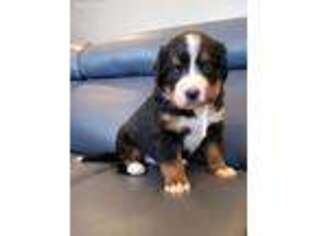 Bernese Mountain Dog Puppy for sale in Caledonia, MI, USA