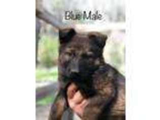German Shepherd Dog Puppy for sale in Newberry, SC, USA