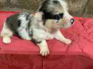 Pembroke Welsh Corgi Puppy for sale in Ringling, OK, USA