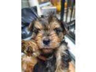 Yorkshire Terrier Puppy for sale in Bayonne, NJ, USA