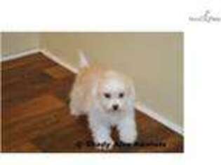 Maltipom Puppy for sale in Macon, GA, USA