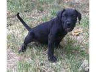Spanish Mastiff Puppy for sale in FORT WAYNE, IN, USA